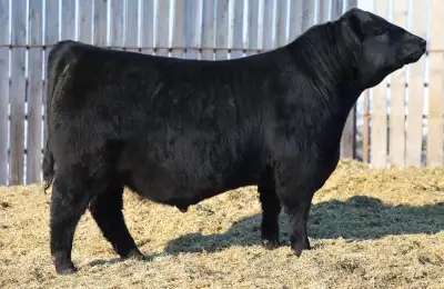 Bulls for sale, View more