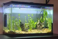 20gal tanks for sale 2 total 