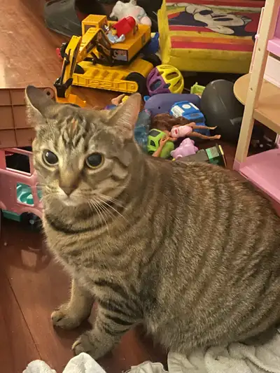 female fully vaccinated and spayed , View more
