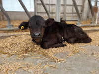 Twin black angus calves