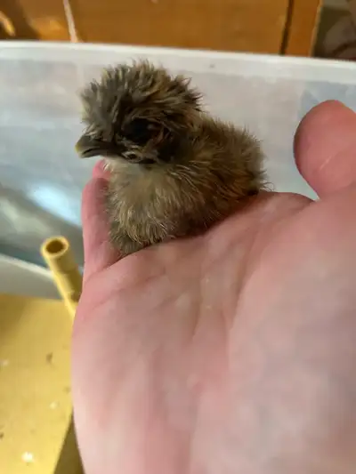 silkies silkies silkies, View more