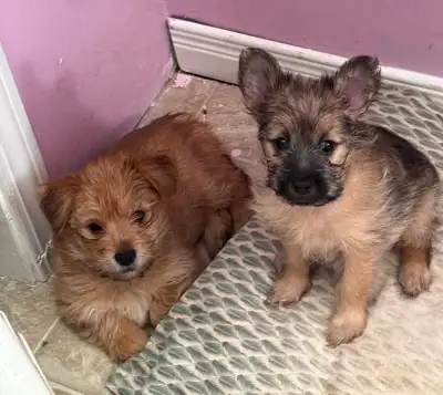 Yorkie/Pomeranian puppies, View more