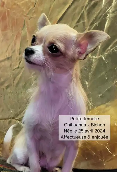 Plusieurs petits chiens et chiots disponibles, tous des Chihuahuas ou Chihuahuas x Bichon ! Tous vac...