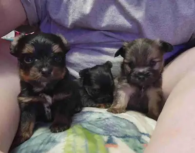 Yorkie/Pomeranian puppies, View more