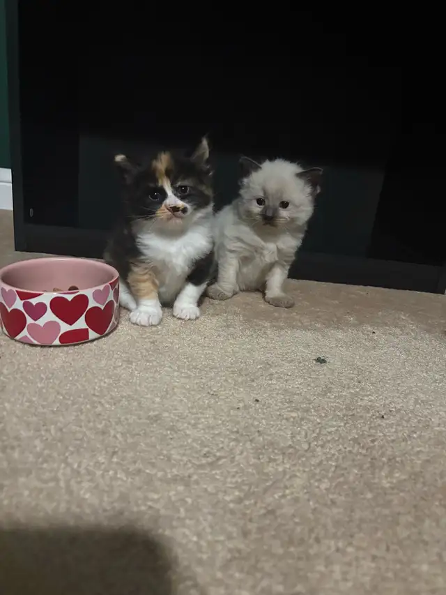 maine coon and ragdoll
