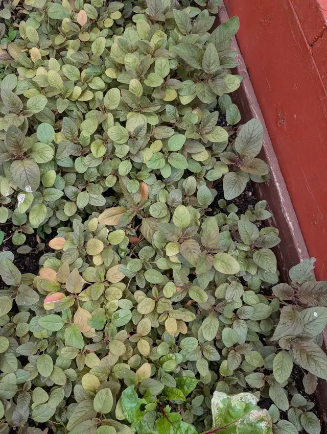 Red Spinach (Cheers) plants628632671467541223