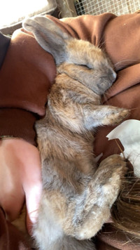 male bunny for sale 