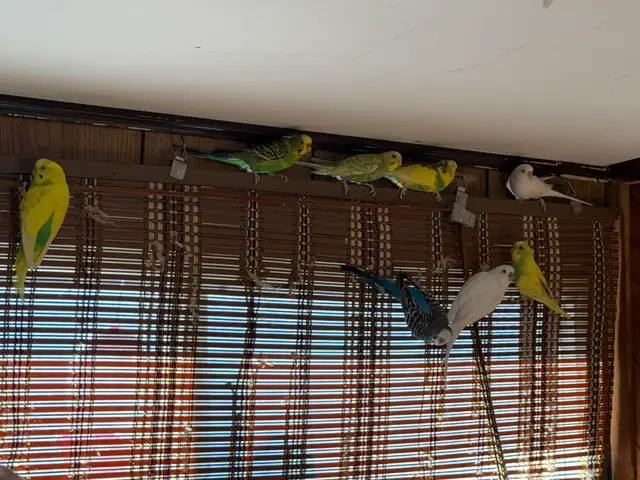 budgie bird   in Birds for Rehoming in Chilliwack - Image 7