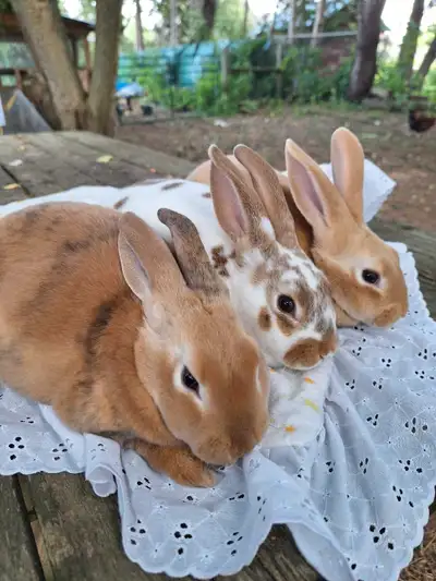 Rex Rabbits. Rex Rabbits are known for their plush velvet-like fur. With friendly and curious person...