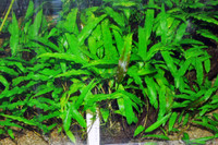 Cryptocoryne aquarium plants 