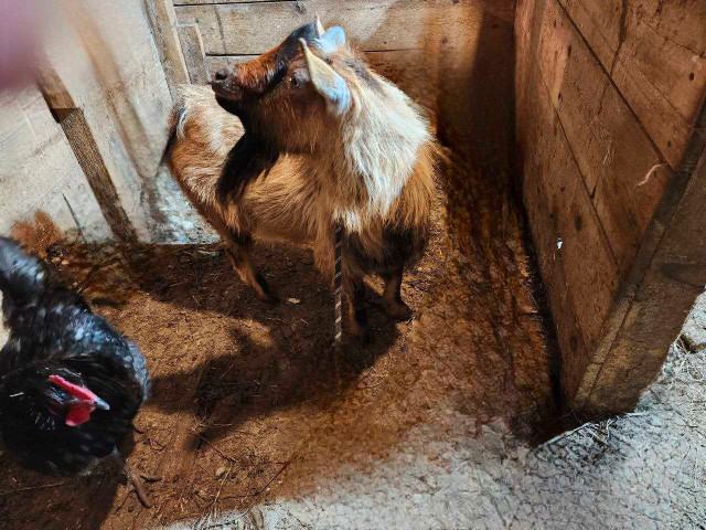 Goat Nigerian dwarf purebread in Livestock in Hamilton - Image 3