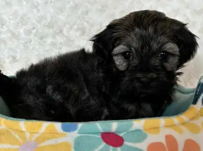 Beautiful CKC Registered Purebred Havanese Puppies! We have 5 males and 1 female available. Havanese...