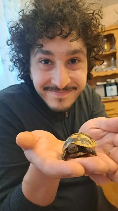Bébé tortue - Baby Turtle, View more