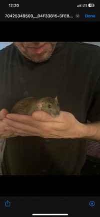 11 month old female rats with cage