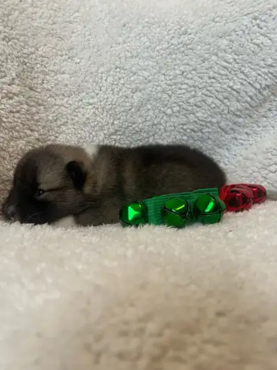 CKC Registered Canadian Eskimo Dog, View more