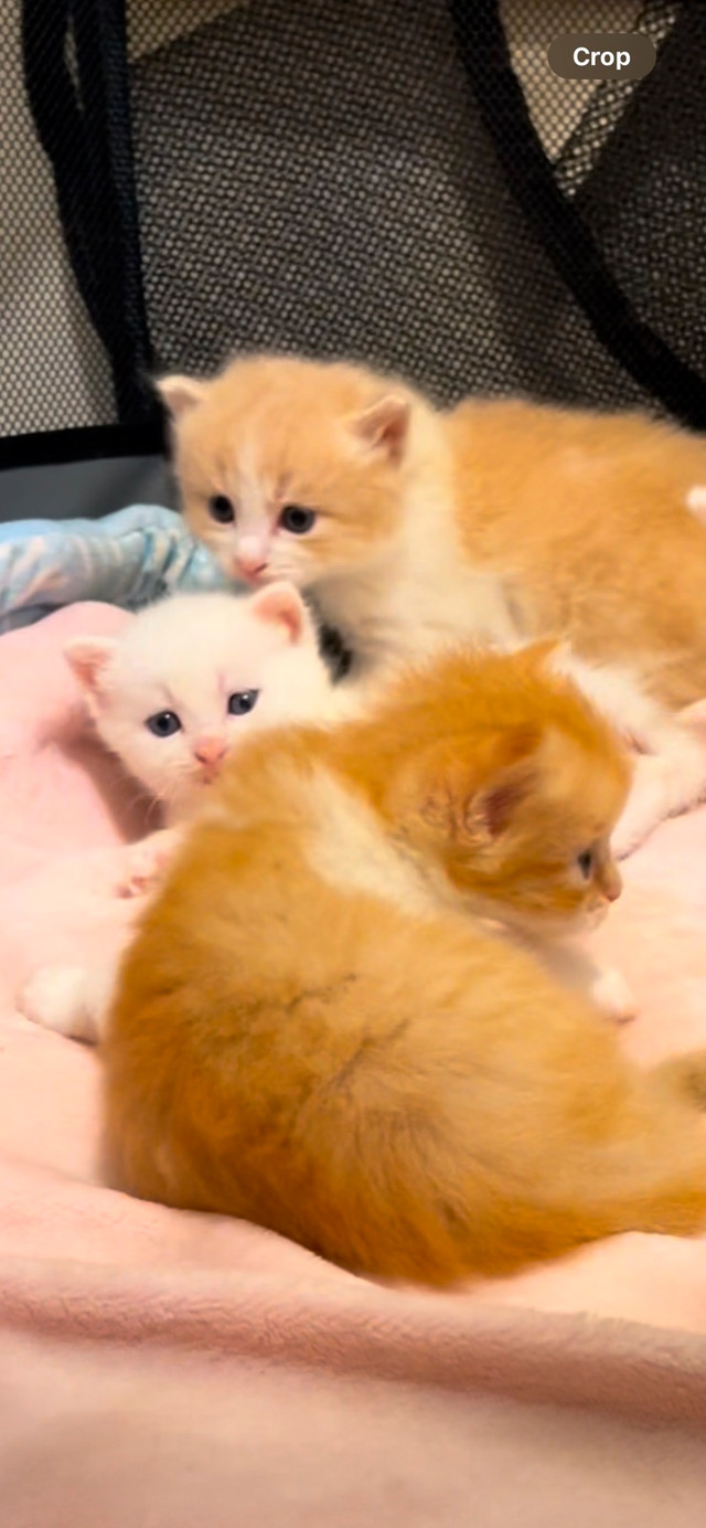 Ragdoll new Born ♥️ 2 Left in Cats & Kittens for Rehoming in Calgary