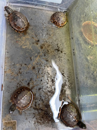 Hatchling Three Toed and Gulf Coast Box Turtles