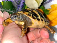 Big, healthy baby Eastern Hermann's Tortoise! Best price around!