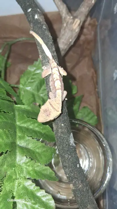 Adorable Baby Crested Gecko , View more