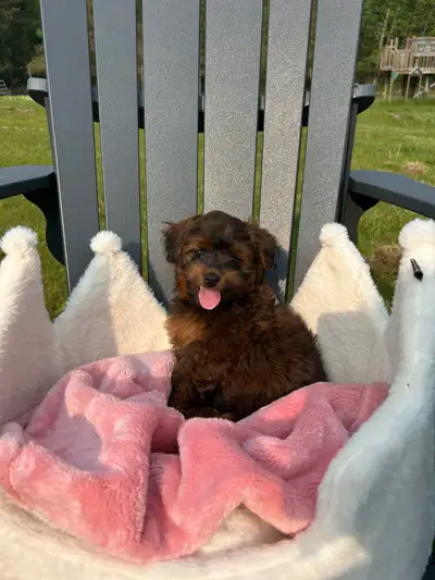 Pomeranian poodle puppies for sale! 2 males and 1 female (female are the last 2 photos) the puppies...