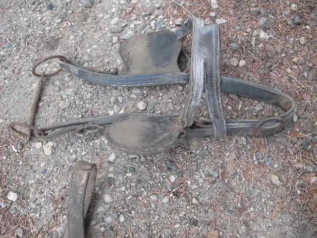 Vintage Sets Of Horse Harness in Arts & Collectibles in Regina - Image 4