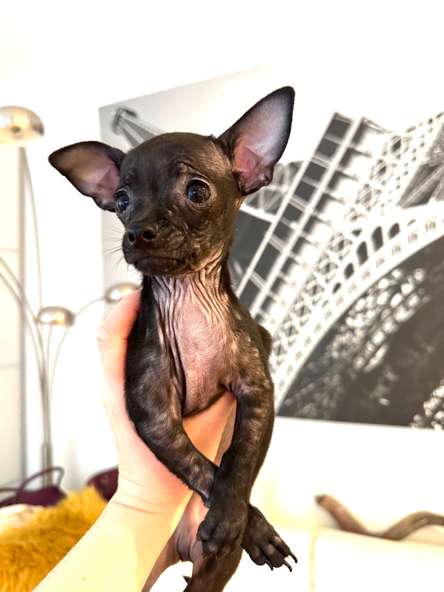 ❤️ Rare Merle Lavender Head Small Chihuahua Boy\Purebred ❤️ in Dogs & Puppies for Rehoming in North Shore - Image 3