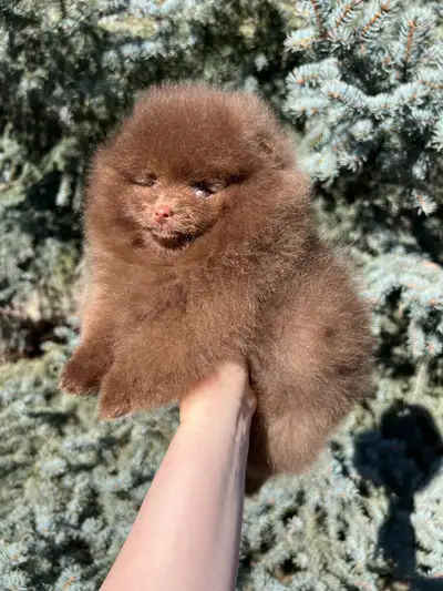 Chocolate Pomeranian girl, View more