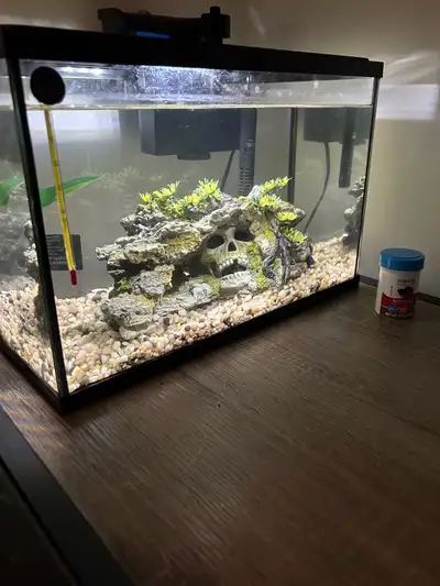 betta fish and tank, View more