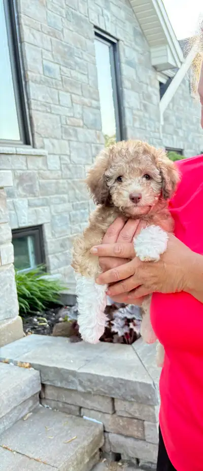 caniche miniature  poodle moyen, View more