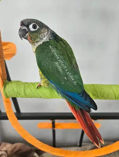 Conure a joue verte, View more