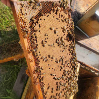 Nucleus Honey bee Colony