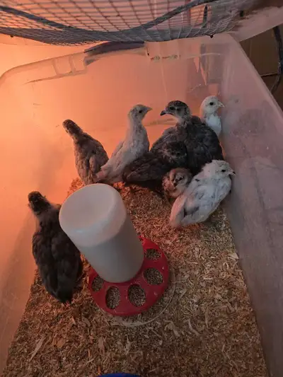 Poussins Olive Egger 4 semaines non sexés  Granby, View more