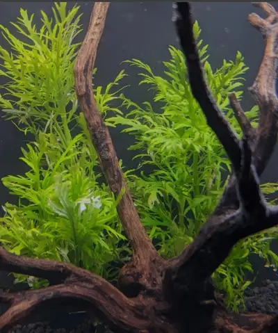 Water Wisteria - Hygrophila difformis Aquarium Plants., View more