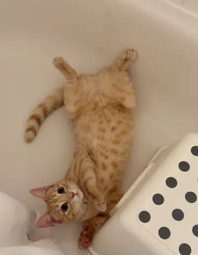 1 year old female beige tabby cat, View more