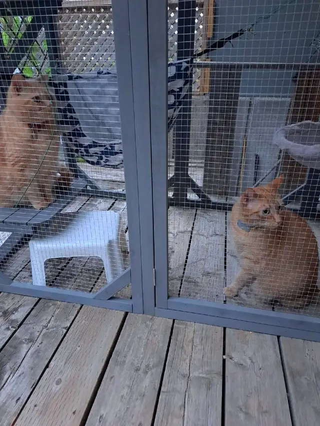 pet sitter/dog walker in Animal & Pet Services in Ottawa - Image 5