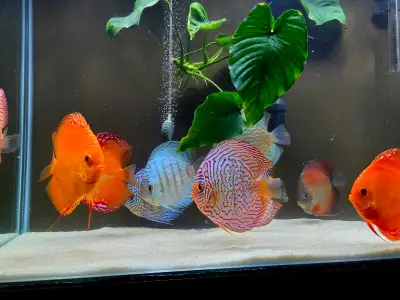 large Discus fish, View more