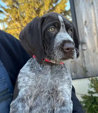 wirehaired pointer (Duetch drahthaar), View more