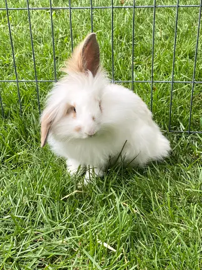 Friendly Lop Bunnies, View more