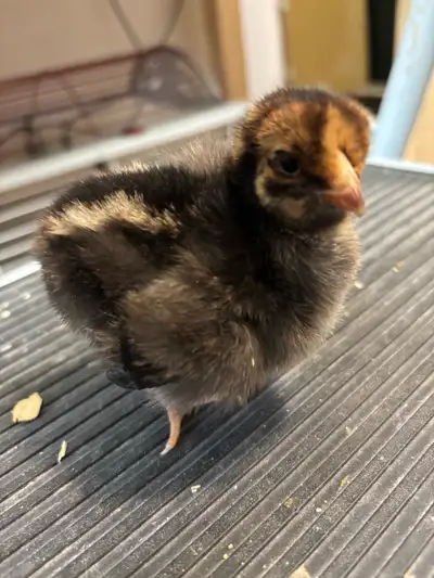 Gold Laced Wyandottes Chicks, View more