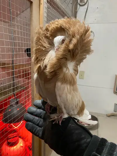 Looking for jacobin pigeons, View more