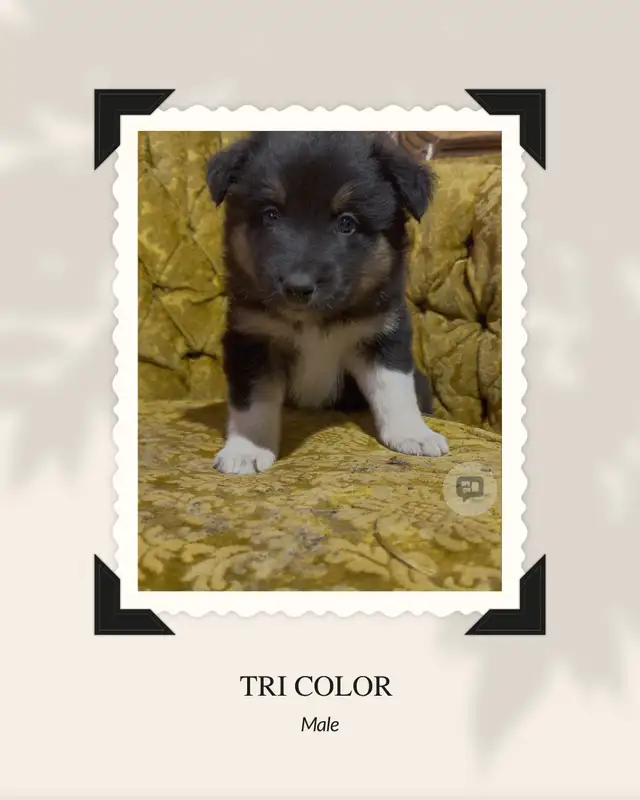 Purebred Australian Shepherd Puppies in Dogs & Puppies for Rehoming in St. Albert - Image 4