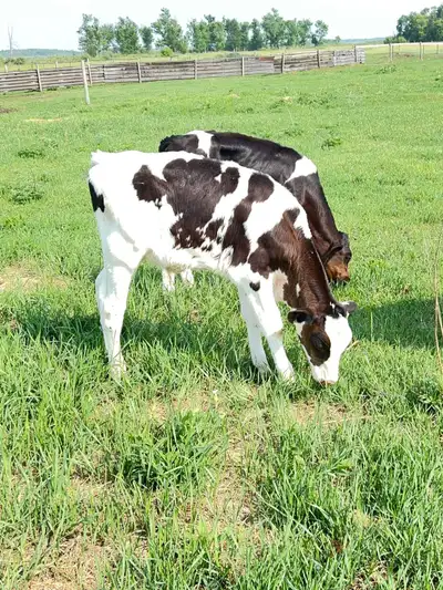 steers for sale, View more