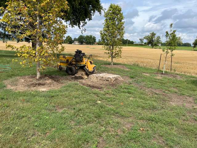 Cheap Stump Removal  in Lawn, Tree Maintenance & Eavestrough in Oakville / Halton Region - Image 2