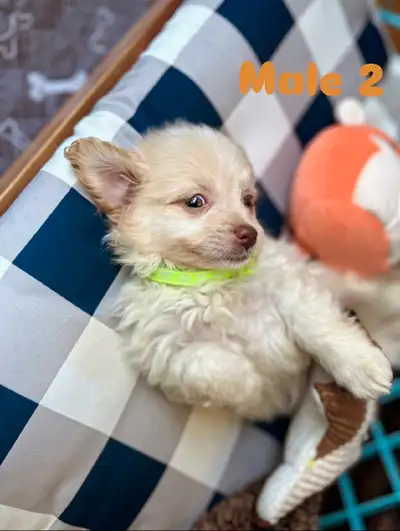 Gorgeous Yorkie-Pom puppies for sale ❤️❤️, View more