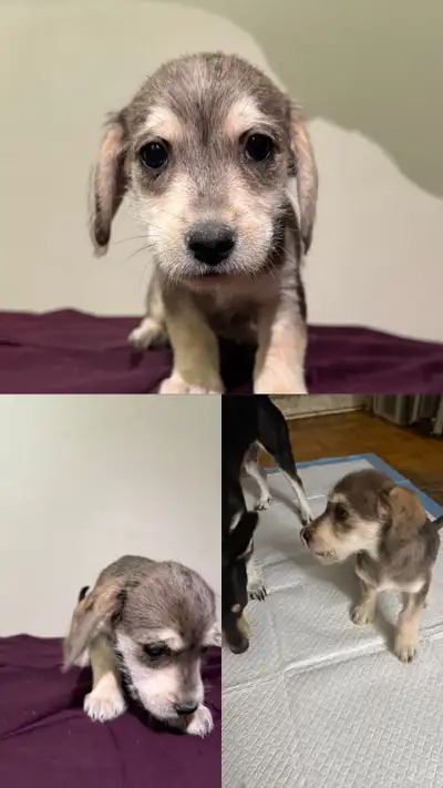 Puppy For Sale last from batch, View more