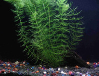 Plante aquarium à vendre (Hornwort)
