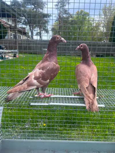 Red Racers Pigeons, View more
