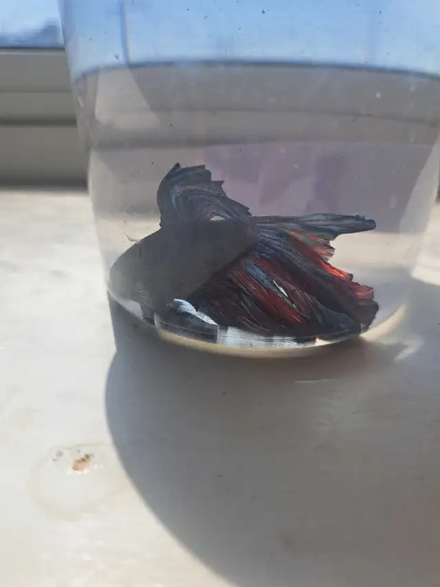 Betta Fish in Fish for Rehoming in Owen Sound - Image 6