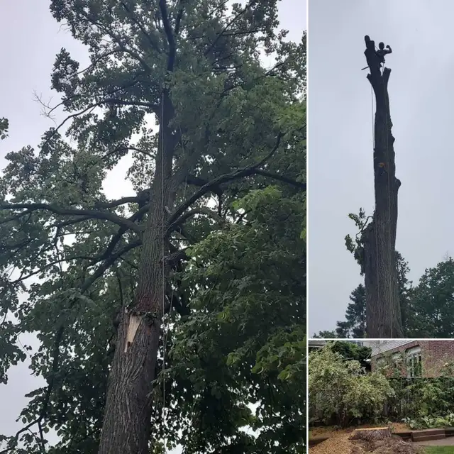 TORONTO TREE GUYS - TREE REMOVAL - PRUNING - LICENSED & INSURED 606389720350740483
