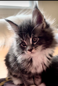 Maine coons girls and boys  from register cattery 